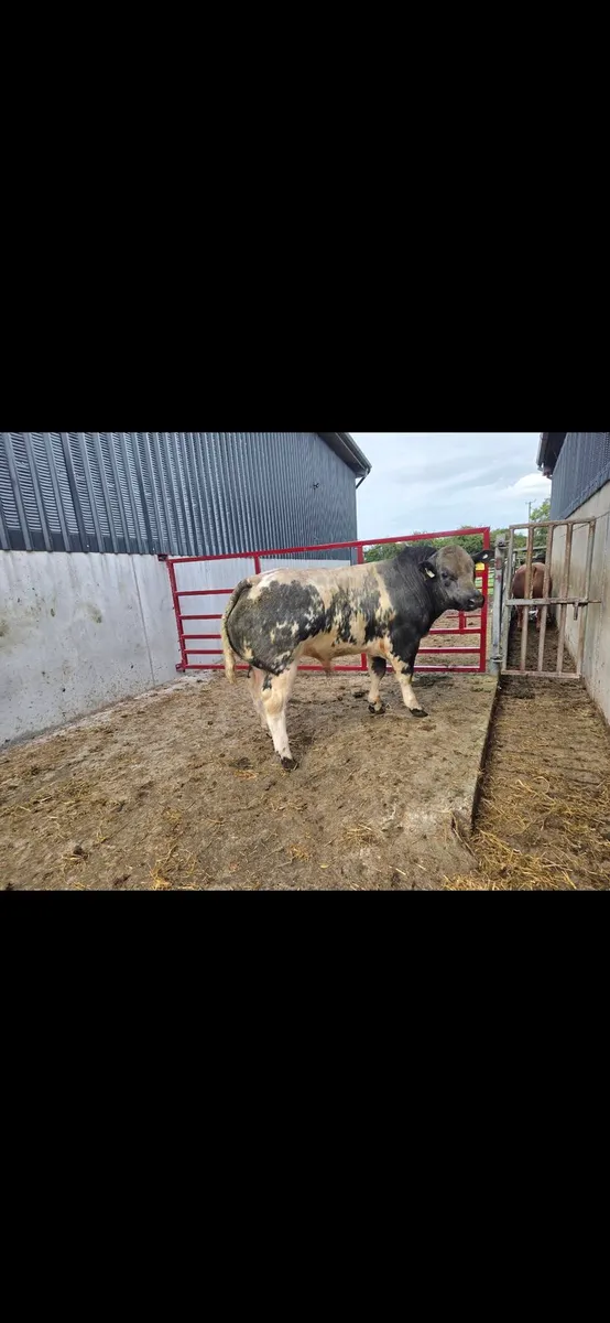 *****Show bull calf****** - Image 2