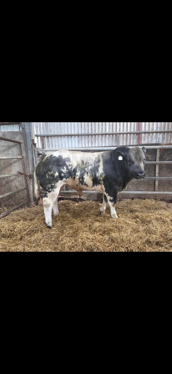 *****Show bull calf****** - Image 1