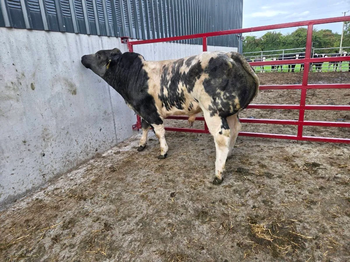 *****Show bull calf****** - Image 3