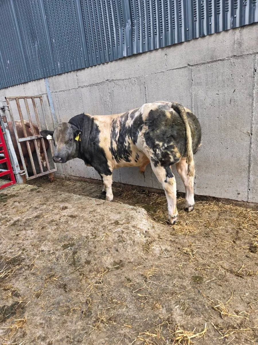 *****Show bull calf****** - Image 4