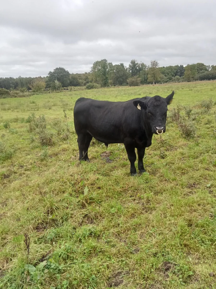 Pedigree Angus Bull - Image 2