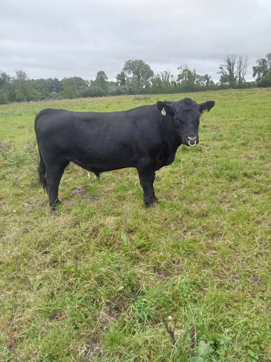 Pedigree Angus Bull - Image 3