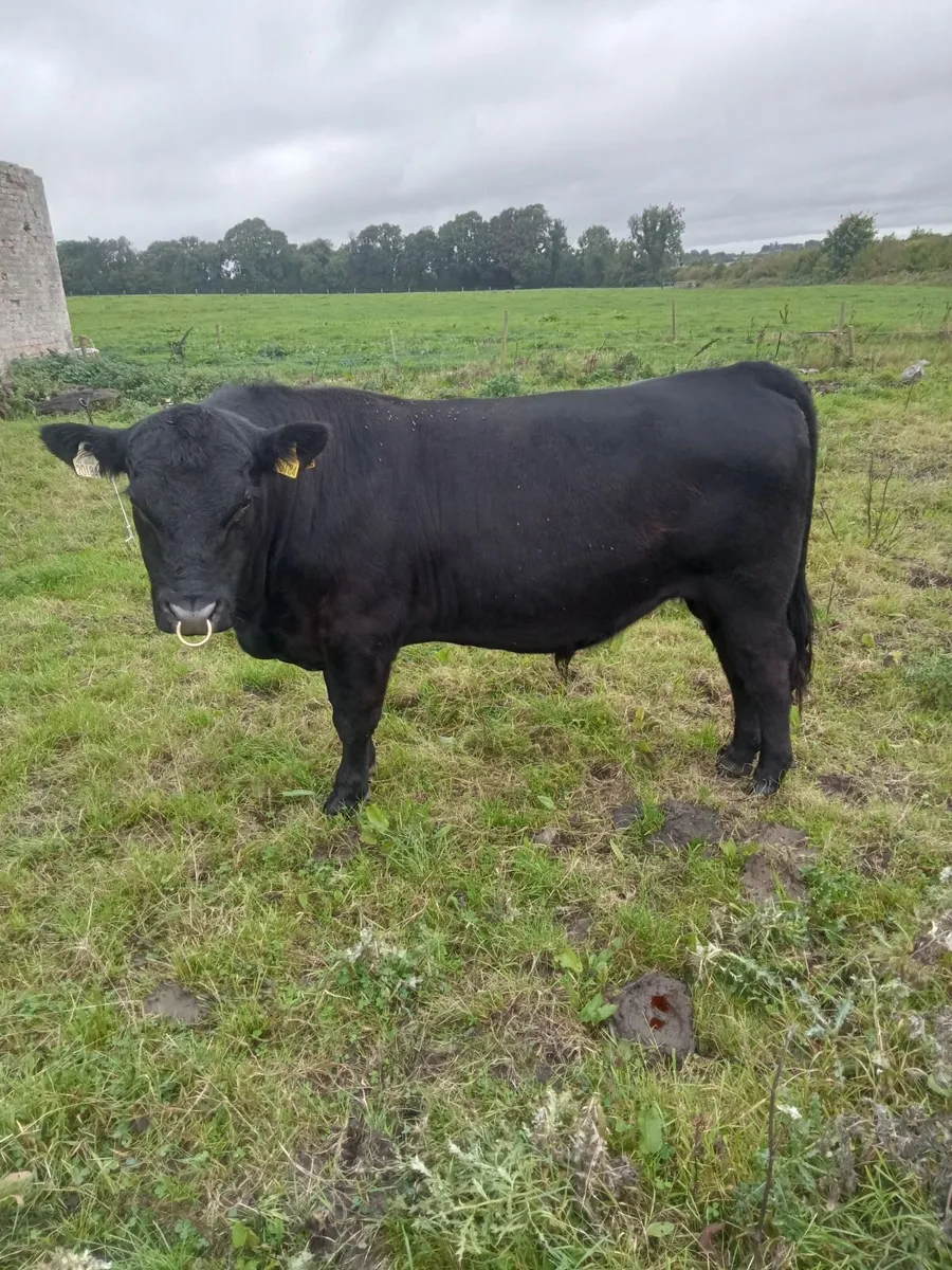 Pedigree Angus Bull - Image 4