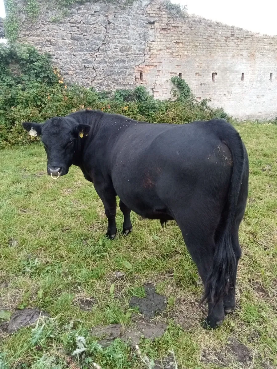 Pedigree Angus Bull - Image 1