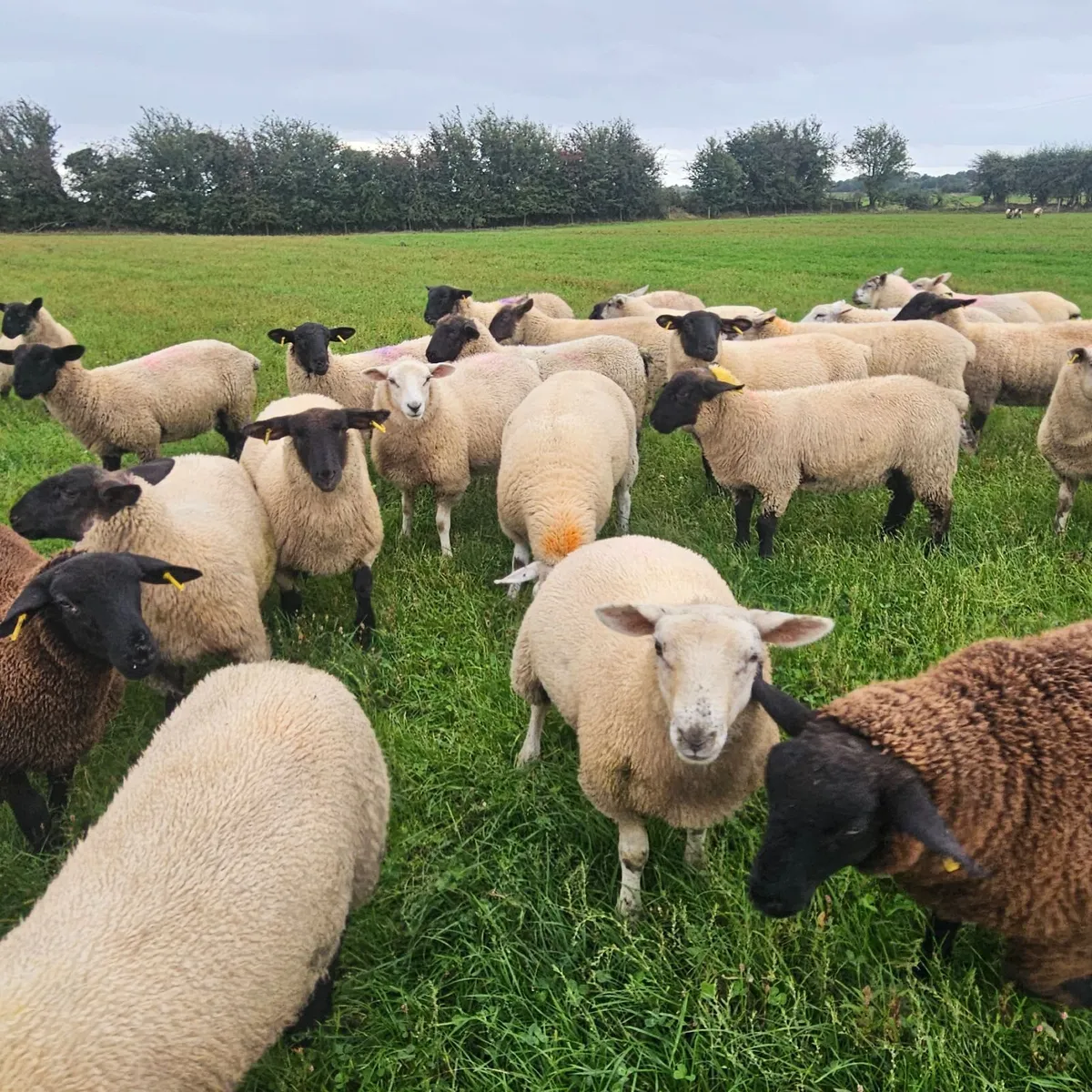 Ewe lambs - Image 2