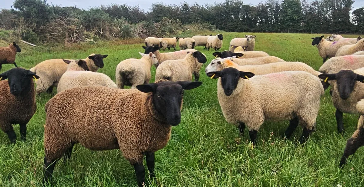 Ewe lambs - Image 1