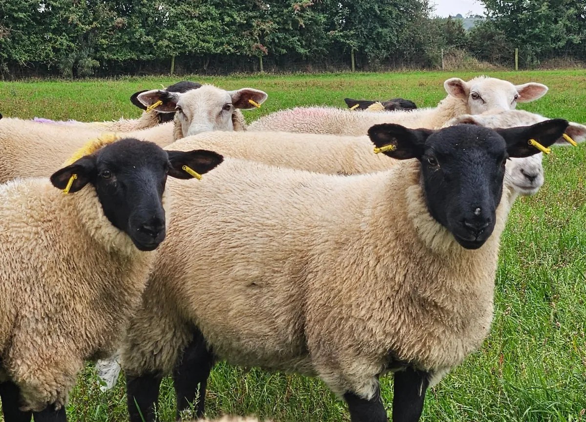 Ewe lambs - Image 4