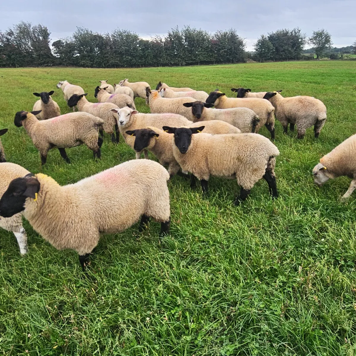 Ewe lambs - Image 3