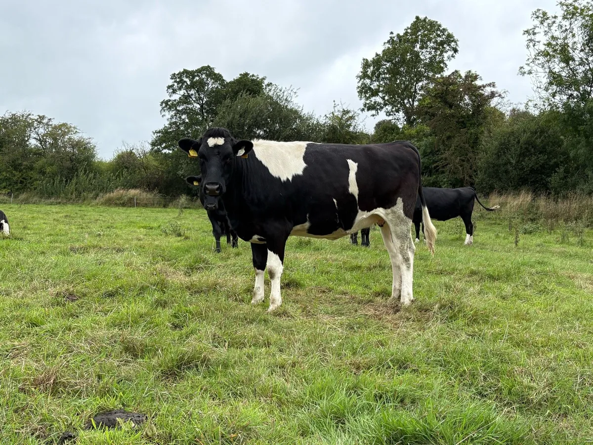 In Calf Heifers - Image 2
