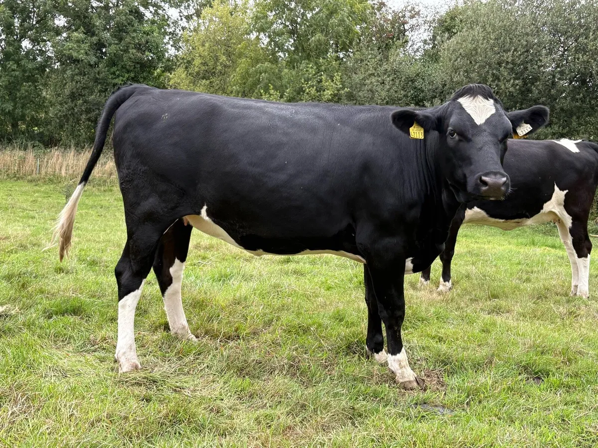 In Calf Heifers - Image 3