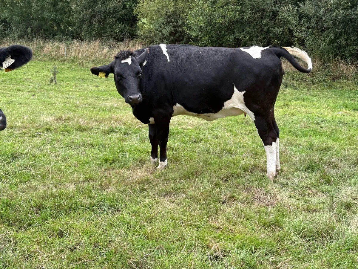 In Calf Heifers - Image 4