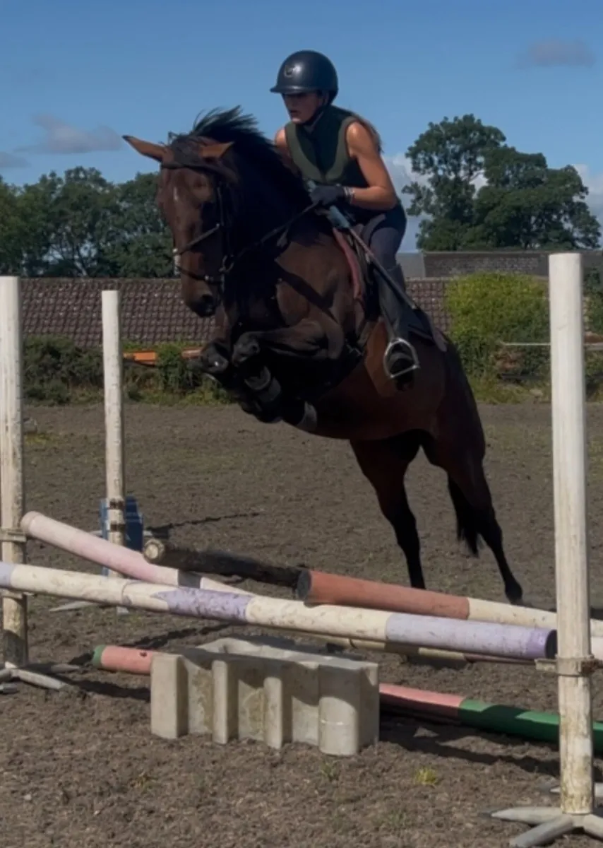 15h1 6yo Bay TB Mare - Image 3