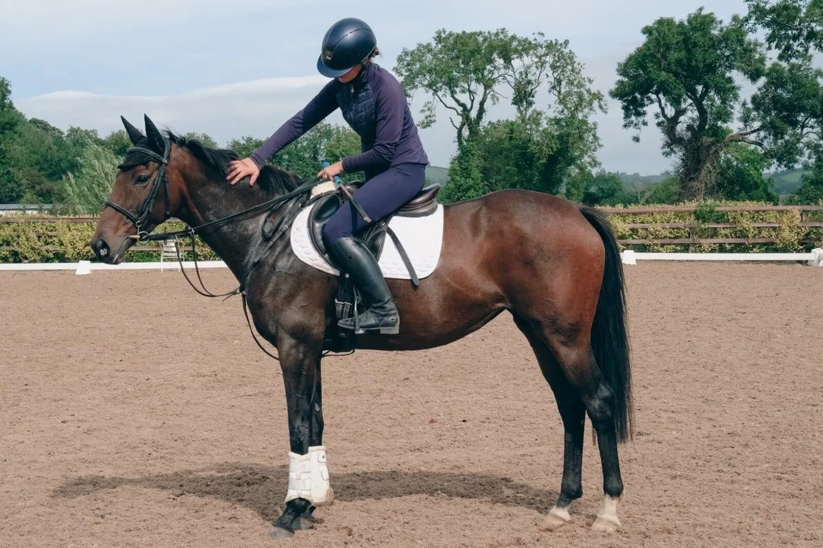 15h1 6yo Bay TB Mare - Image 1
