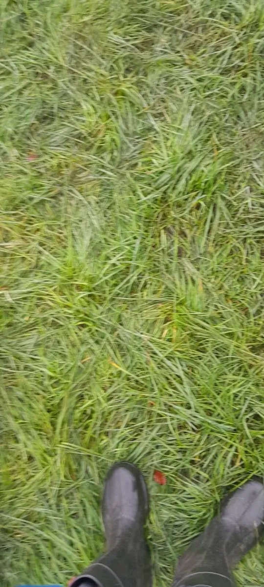 Winter grazing wanted for sheep