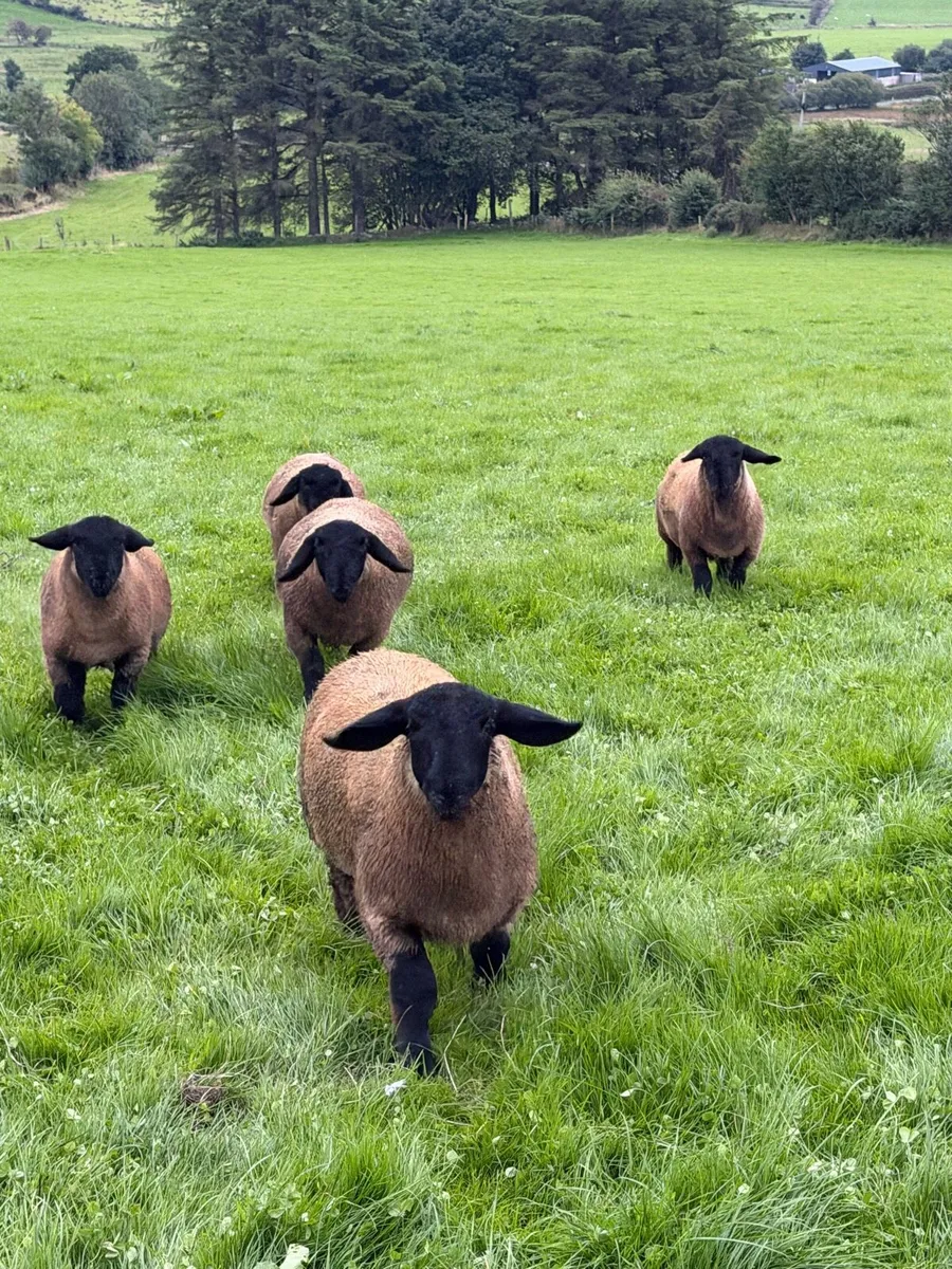 Pedigree Suffolk - Image 1