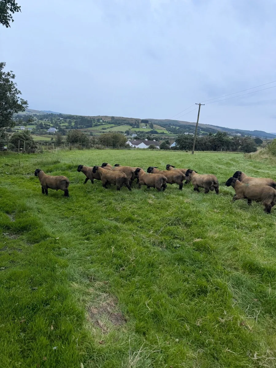 Pedigree Suffolk - Image 2
