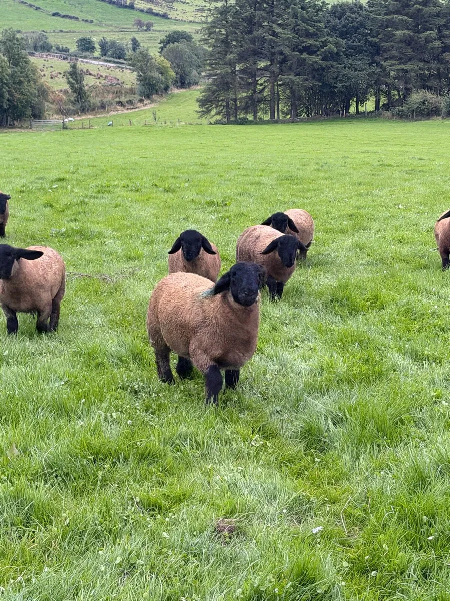 Pedigree Suffolk - Image 4