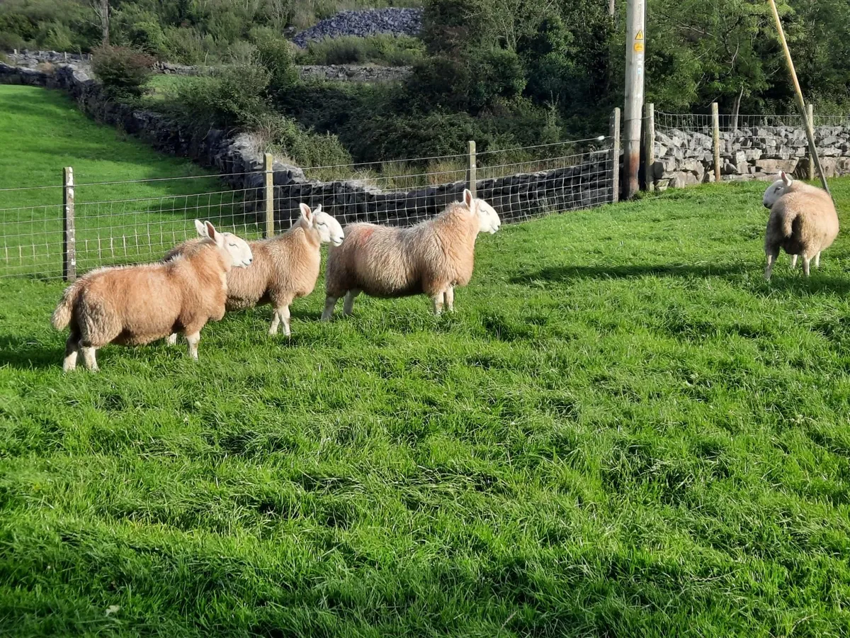 Pb north country cheviot rams - Image 2