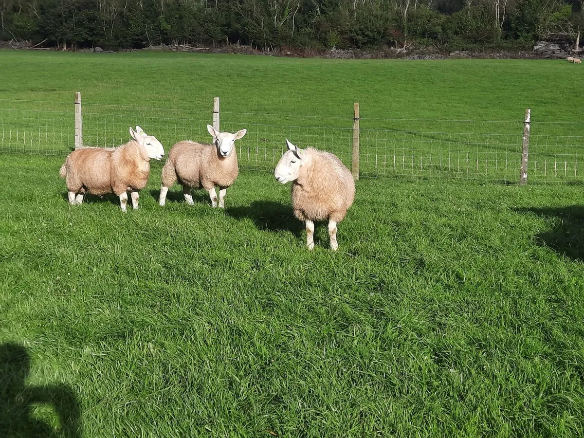 Pb north country cheviot rams - Image 3