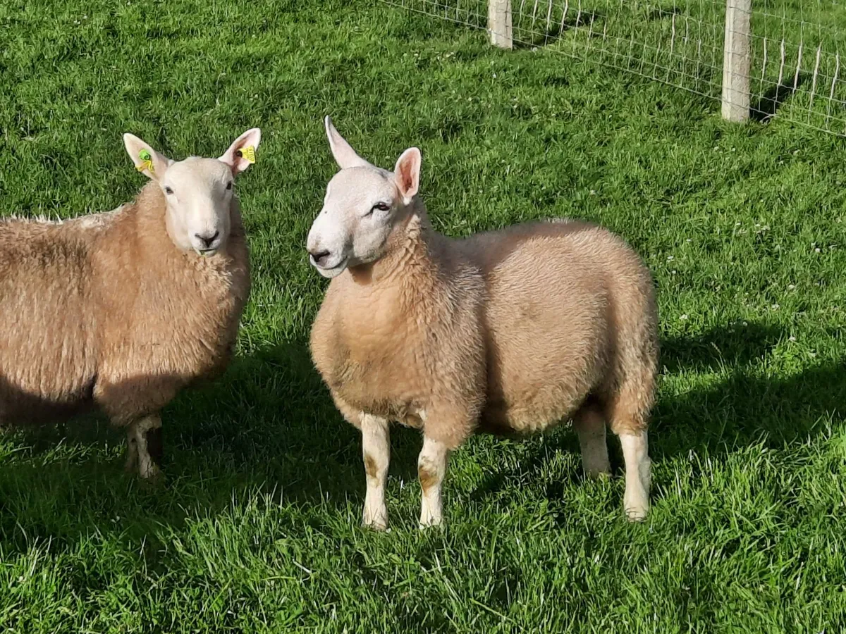 Pb north country cheviot rams - Image 4