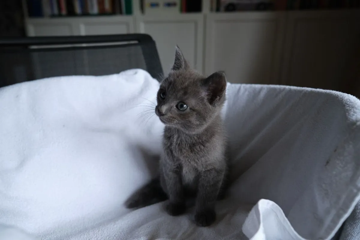 Kittens - Image 3