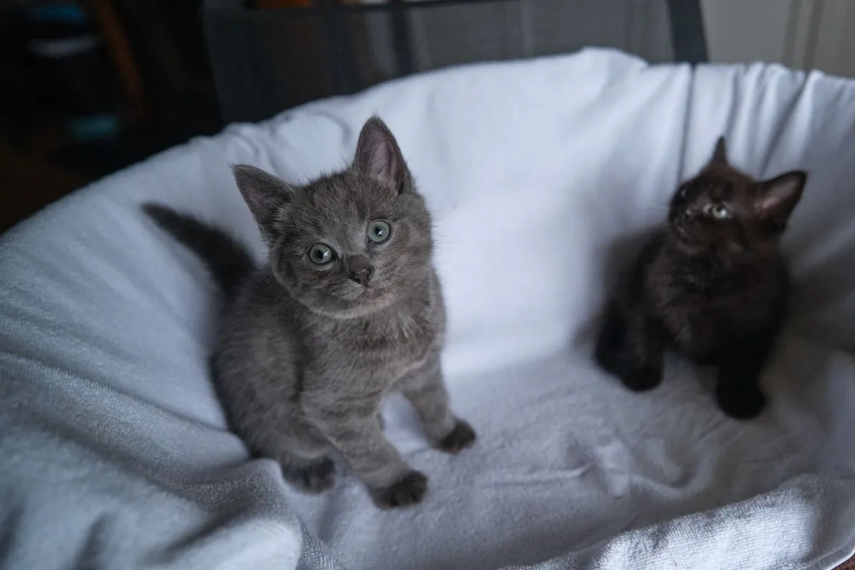 Kittens - Image 4