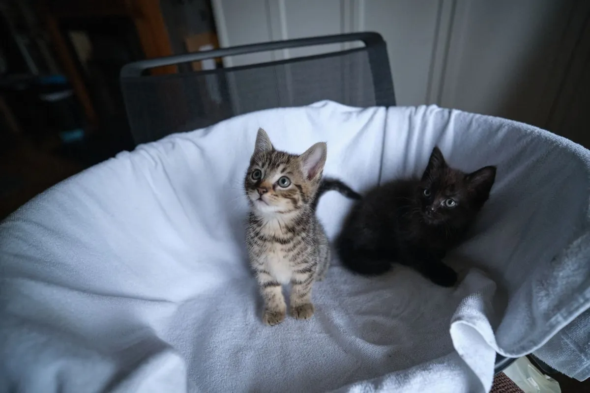 Kittens - Image 1