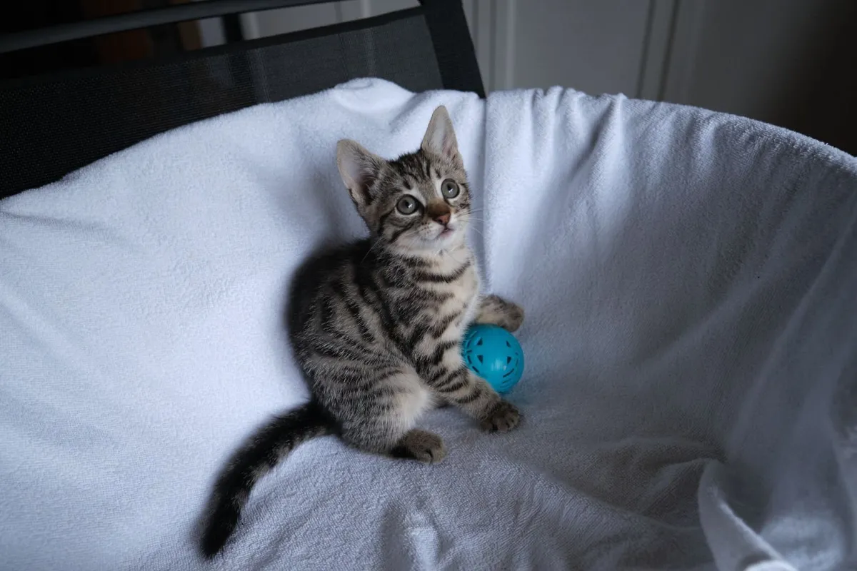Tabby Kittens - Image 2
