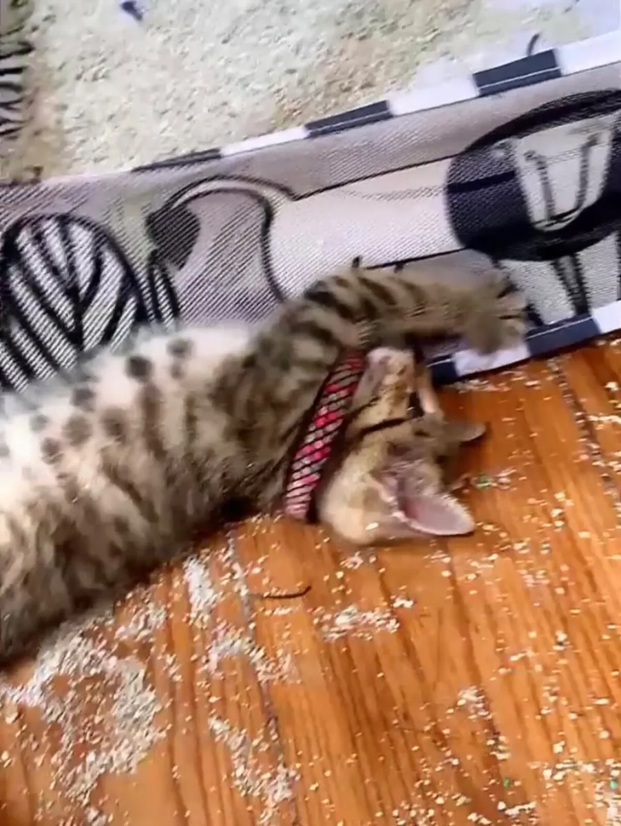 Cat - Image 3