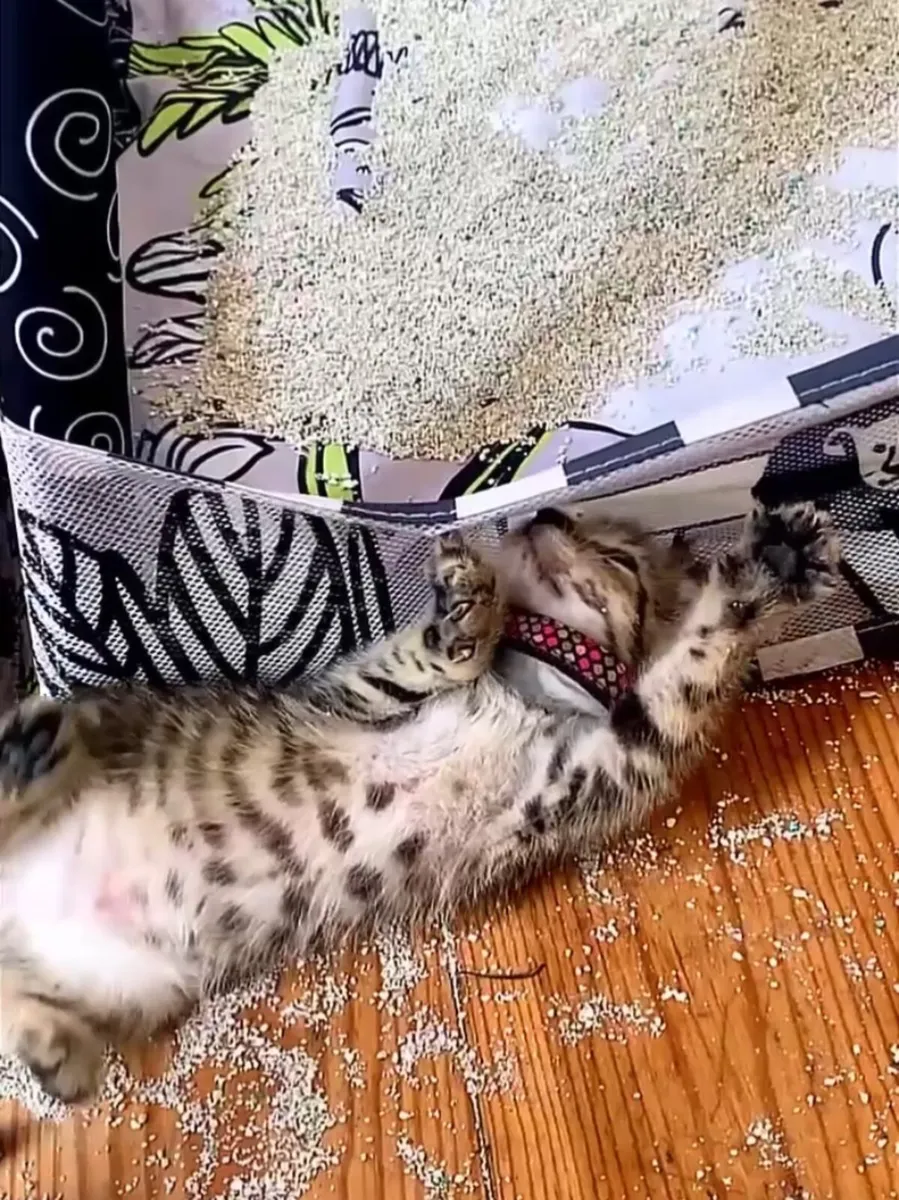 Cat - Image 4