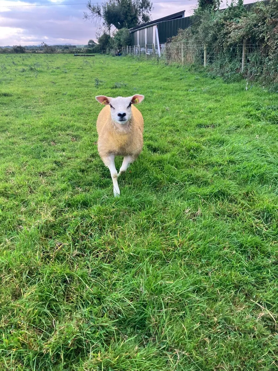 PBR Texel ewe lambs - Image 3