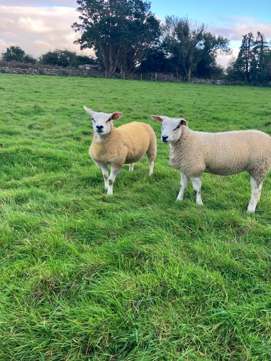 PBR Texel ewe lambs - Image 1