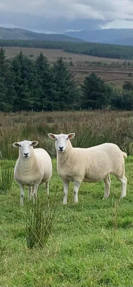 Top quality pure bred  maiden Lleyn ewes - Image 1