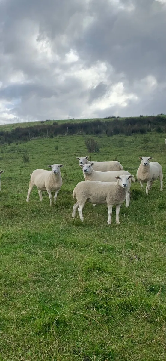 Top quality pure bred  maiden Lleyn ewes - Image 2