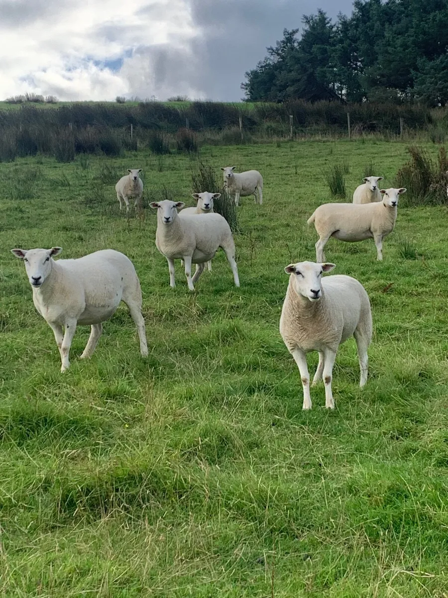 Top quality pure bred  maiden Lleyn ewes - Image 3