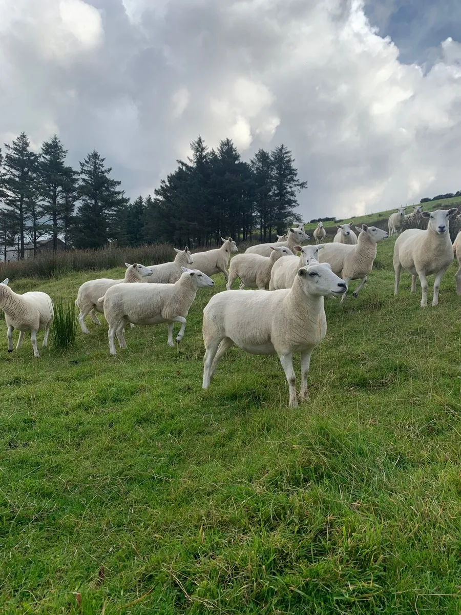 Top quality pure bred  maiden Lleyn ewes - Image 4