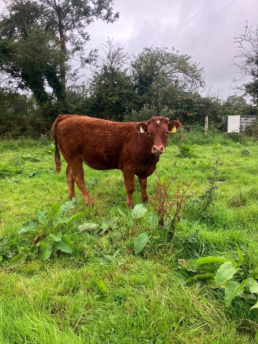 Weanling beef heifer