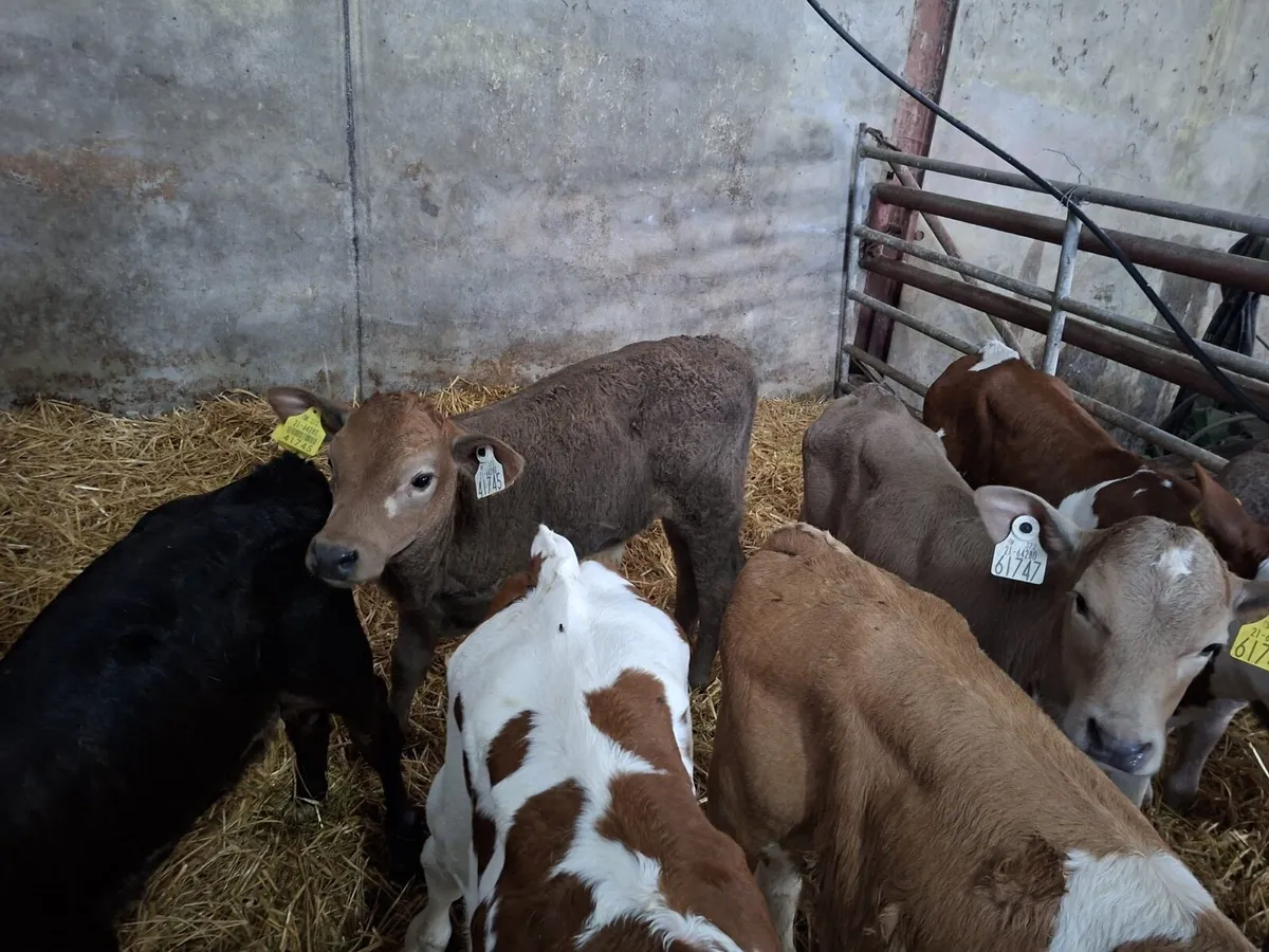 Calves - Image 3