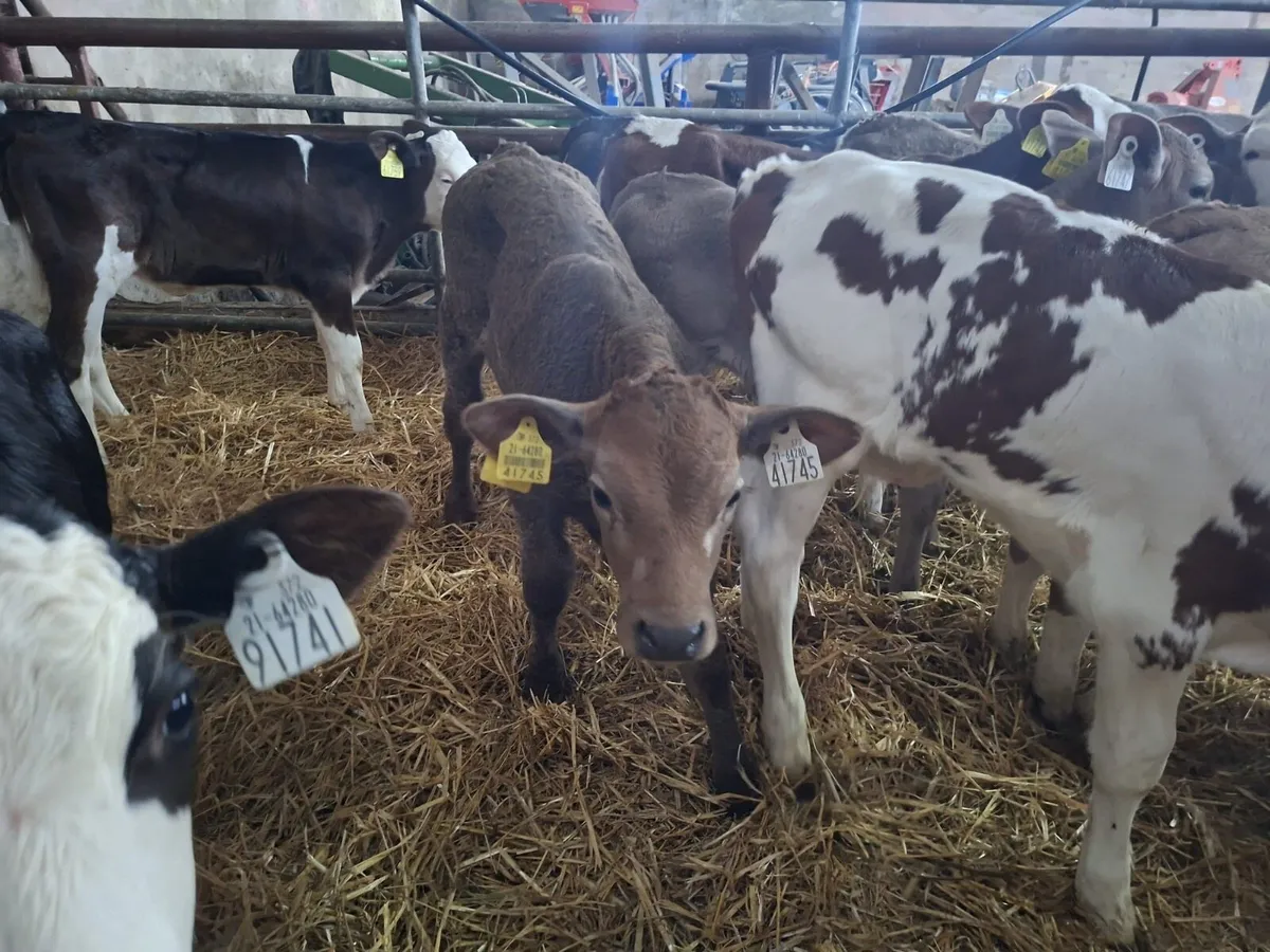 Calves - Image 4