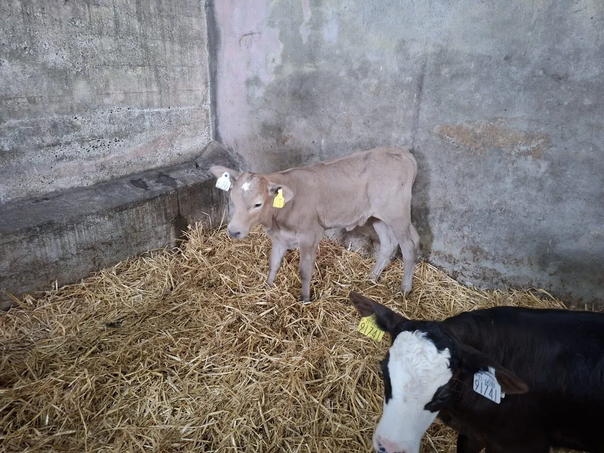 Calves - Image 1