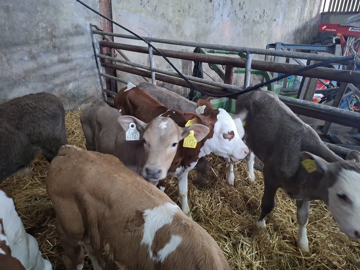 Calves - Image 2