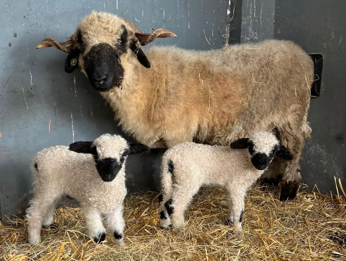 STARTER HERD blacknose ewe her ewe lambs - Image 1