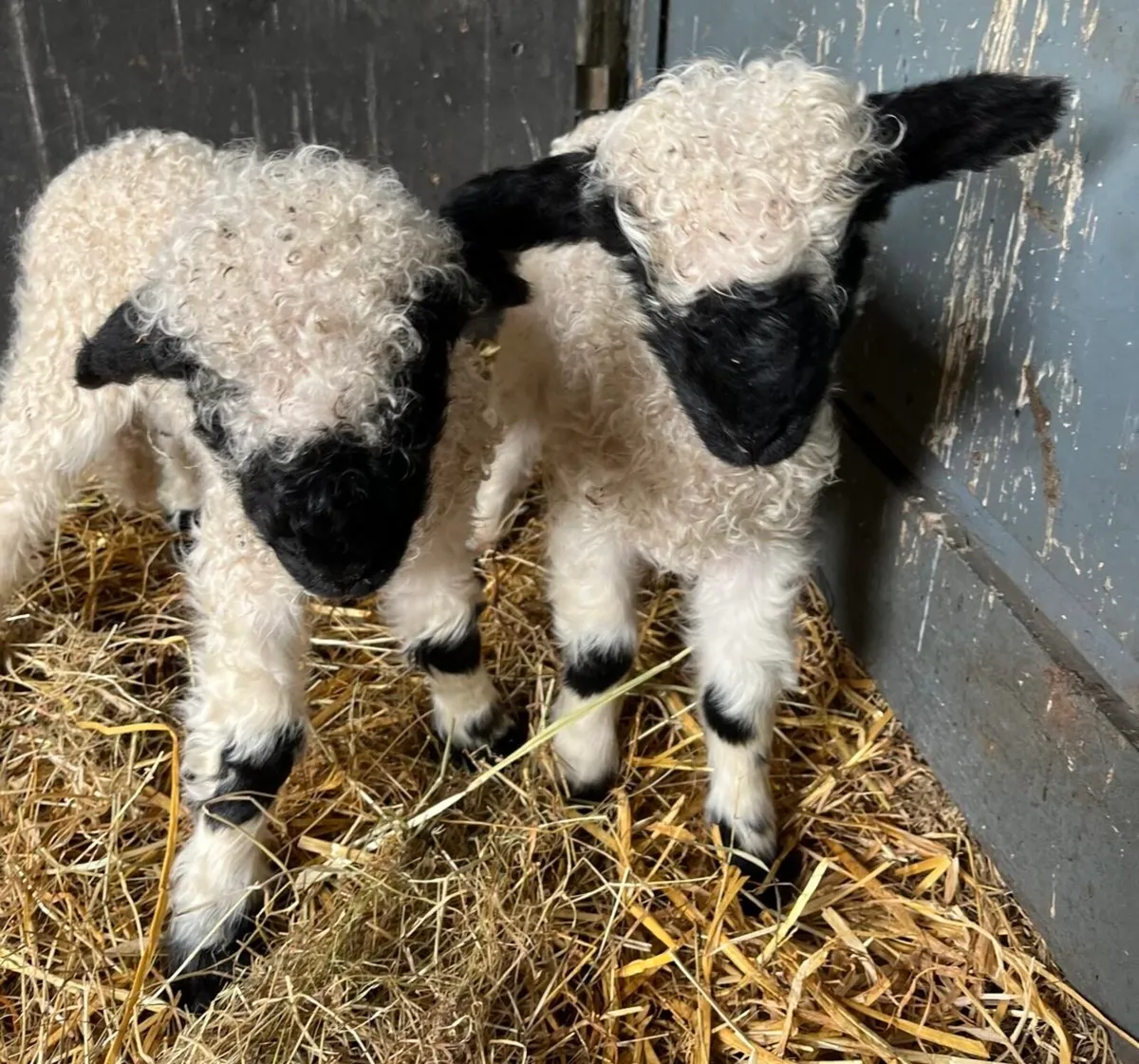 Valais blacknose ewe and ewe lambs (PEDIGREE) - Image 2