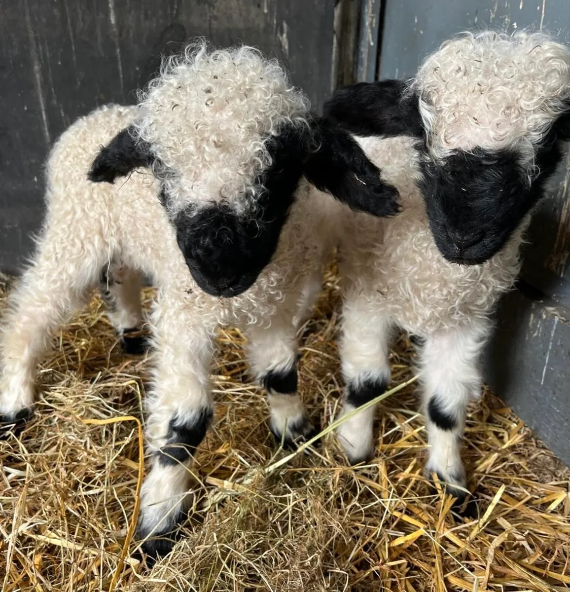 STARTER HERD blacknose ewe her ewe lambs - Image 2