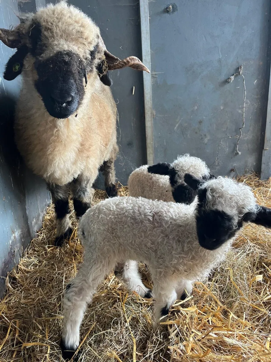 STARTER HERD blacknose ewe her ewe lambs - Image 3