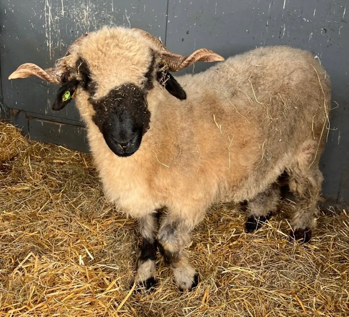 STARTER HERD blacknose ewe her ewe lambs - Image 4
