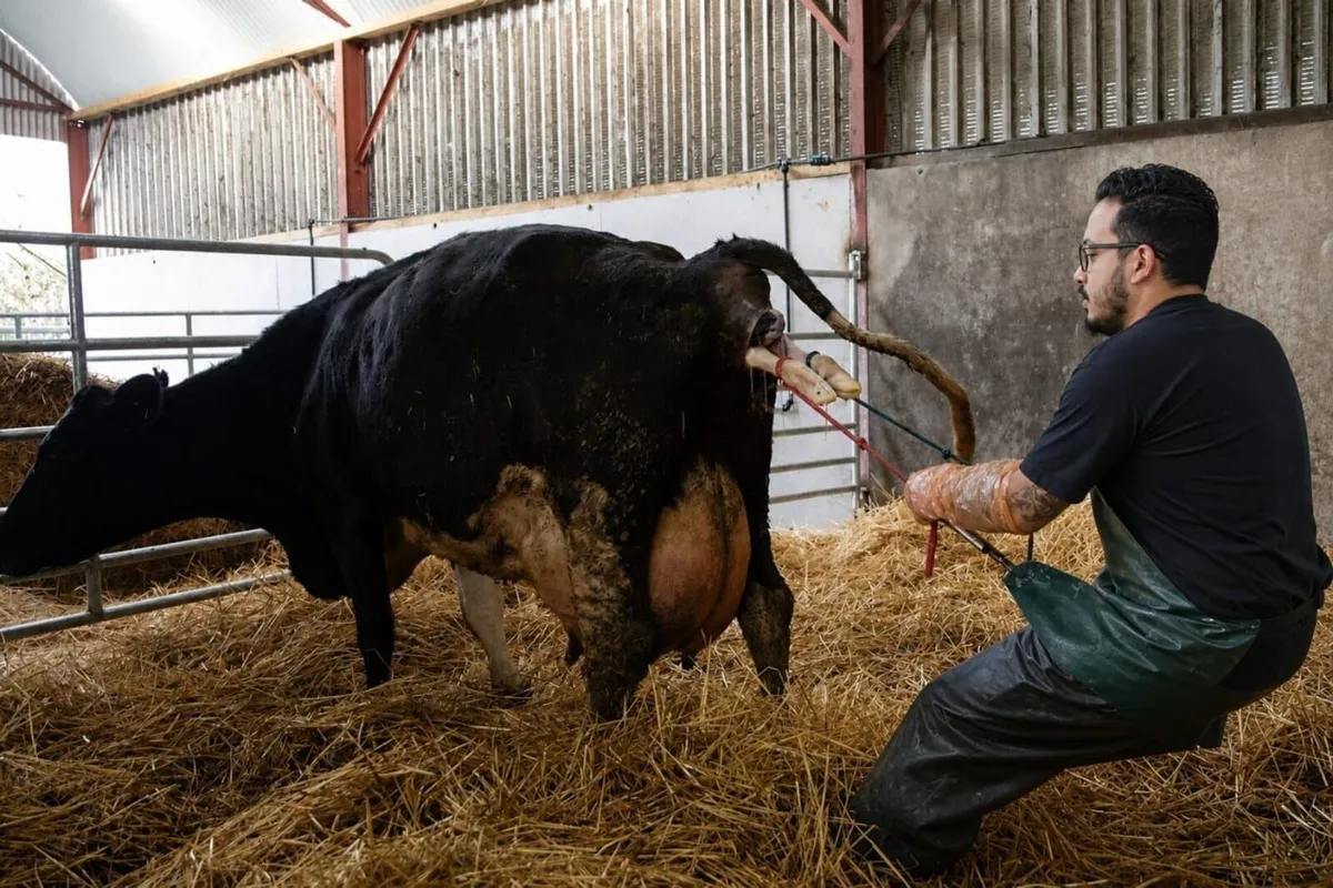 Couple Seeking Long-Term position Dairyfarm - Image 2