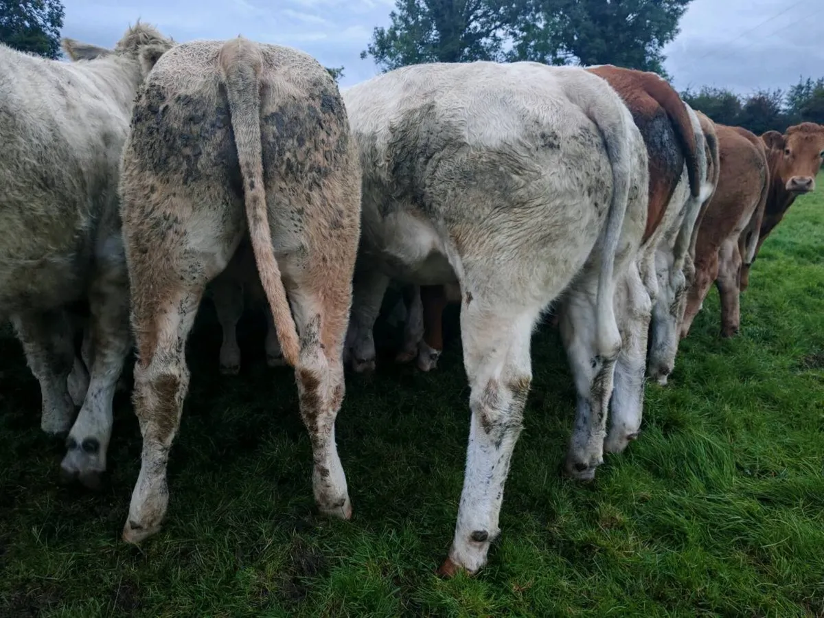 22 U Grade  Bullock's. - Image 2