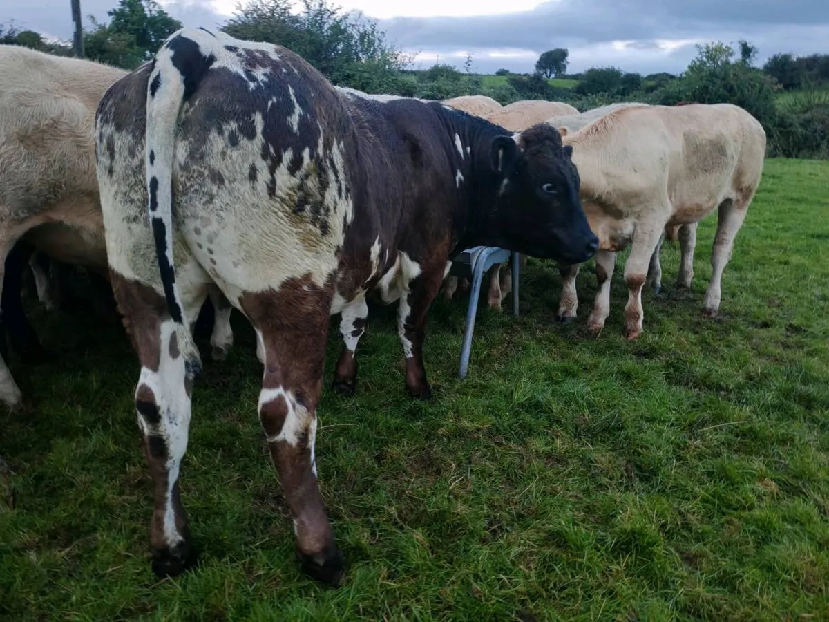 22 U Grade  Bullock's. - Image 4