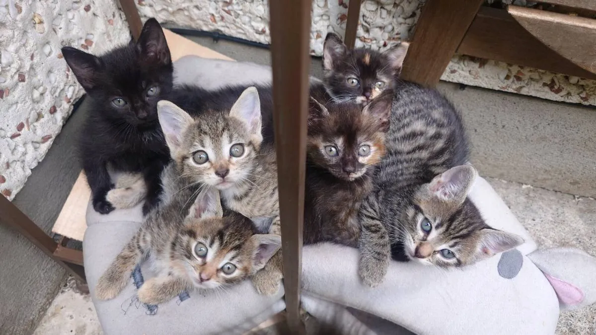 Kittens - Image 1